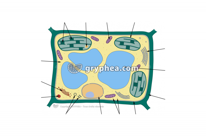 Ultrastructure d'une cellule végétale (à compléter) - gryphea.com